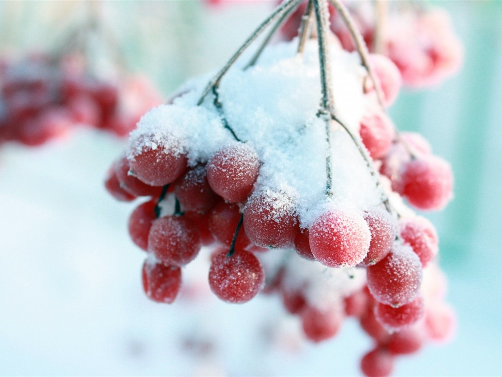 冬のベリー、霜、雪HDの壁紙 #13 - 1024x768