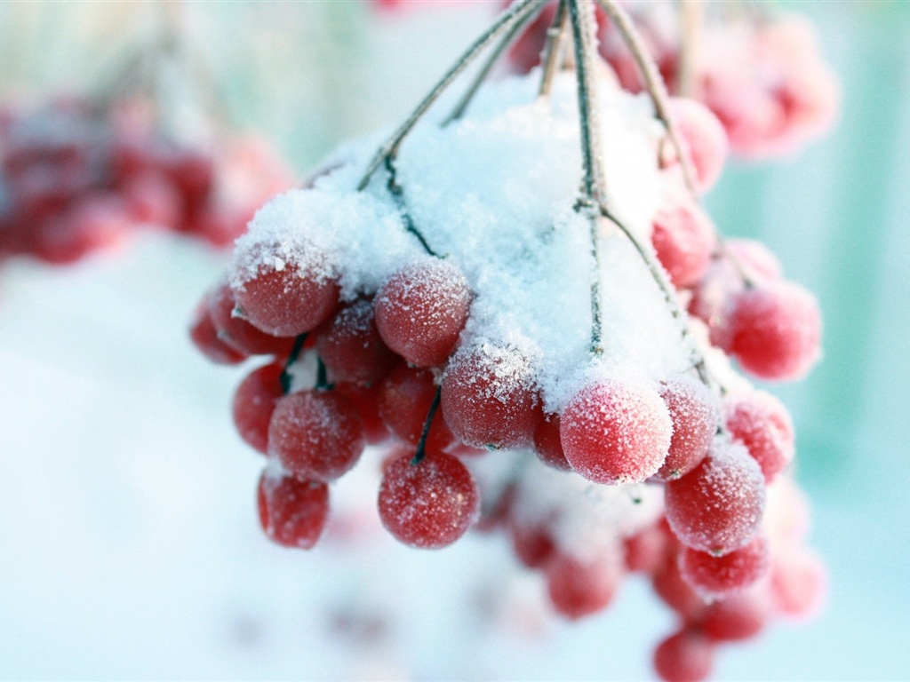 冬天的漿果 霜凍冰雪壁紙 #13 - 1024x768