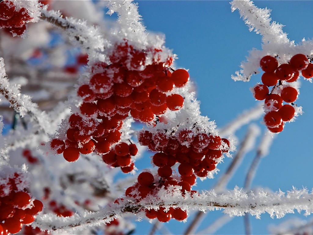 冬天的漿果 霜凍冰雪壁紙 #14 - 1024x768