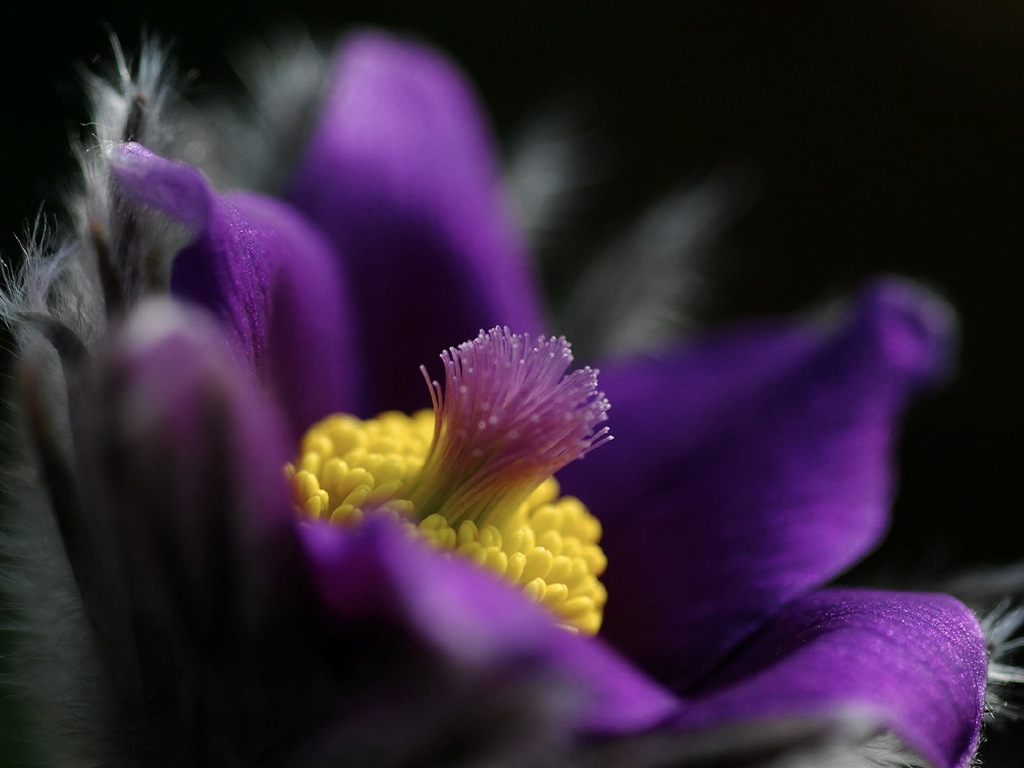 Des fleurs fraîches et de papier peint herbe HD #2 - 1024x768