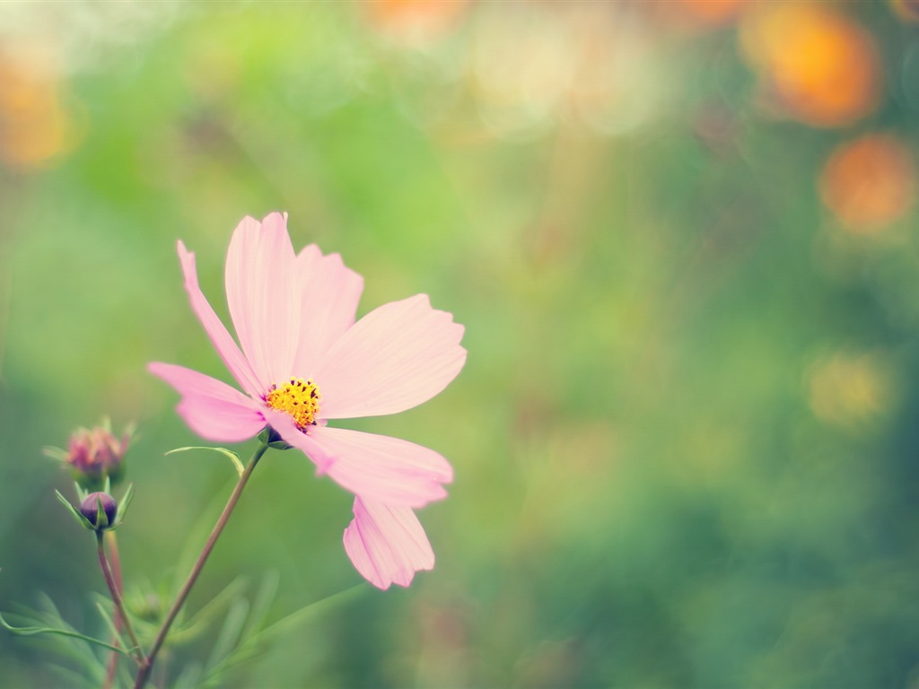 Des fleurs fraîches et de papier peint herbe HD #3 - 1024x768