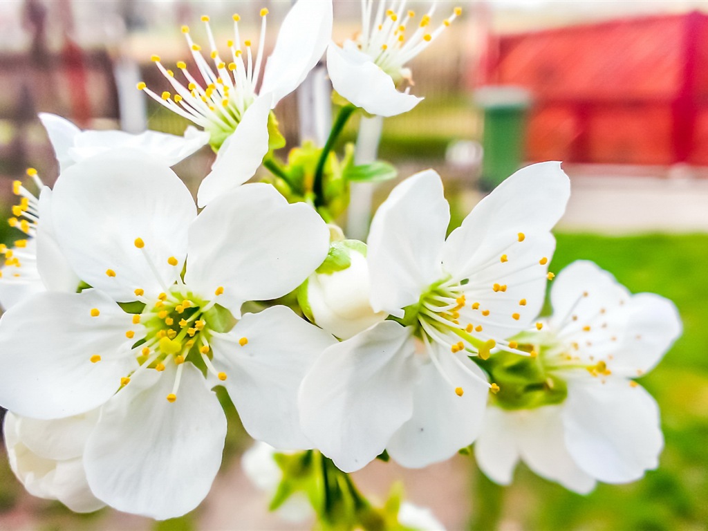 Des fleurs fraîches et de papier peint herbe HD #4 - 1024x768