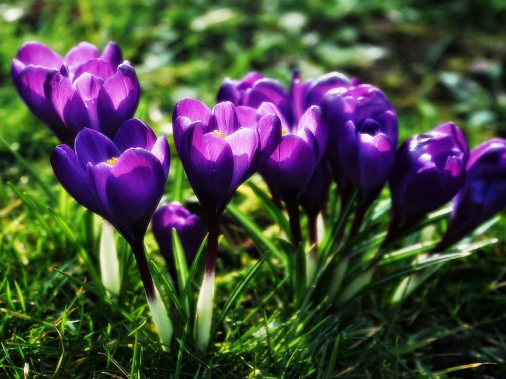 Des fleurs fraîches et de papier peint herbe HD #5 - 1024x768