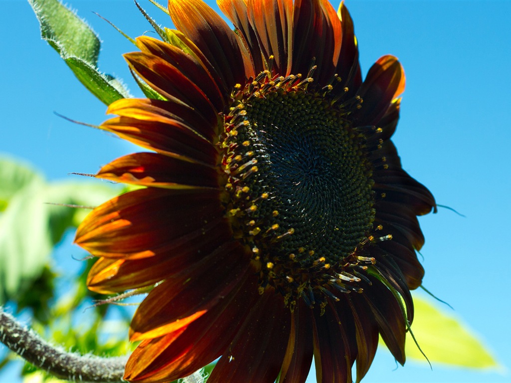 Des fleurs fraîches et de papier peint herbe HD #7 - 1024x768