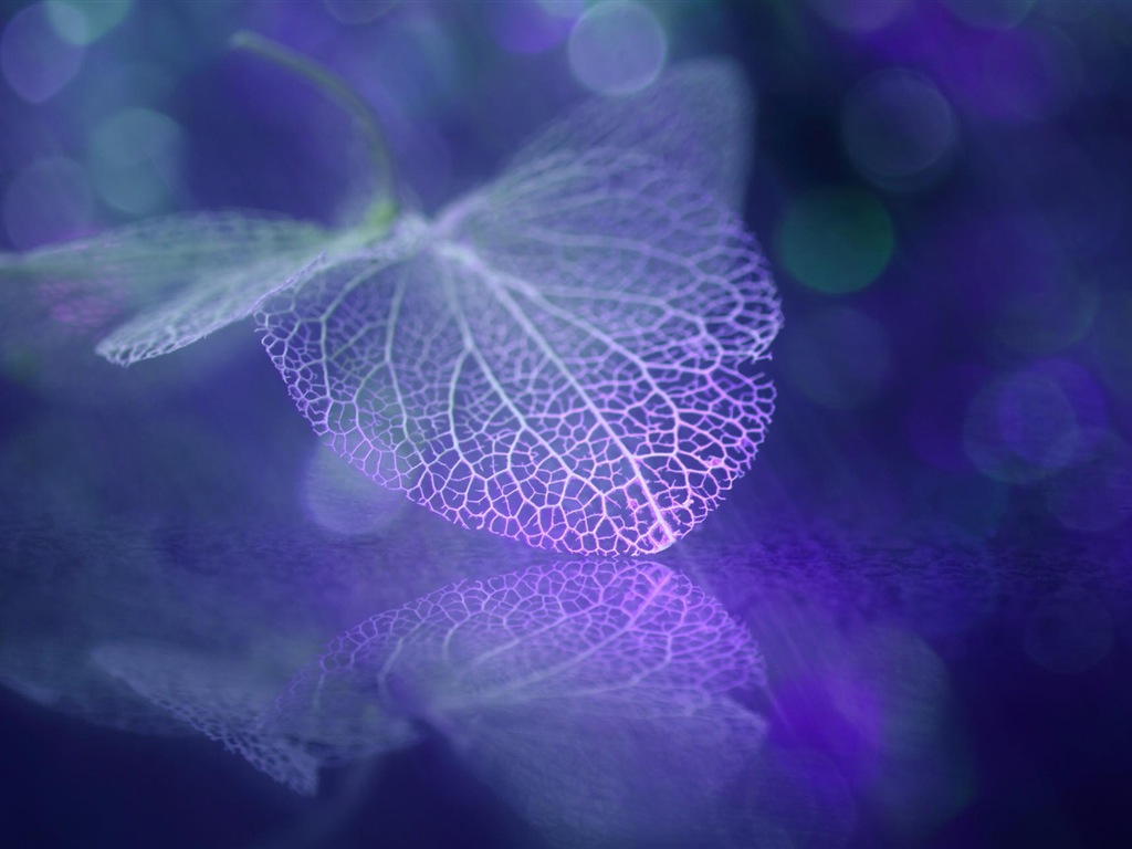 Leaf vein HD photography wallpaper #4 - 1024x768