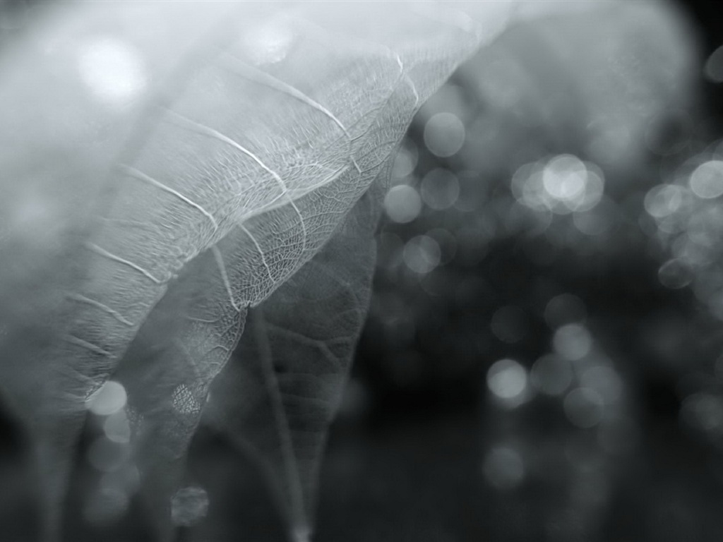 Leaf veine HD photographie fond d'écran #6 - 1024x768