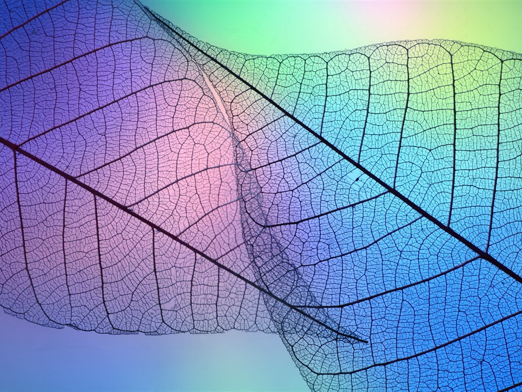 Leaf veine HD photographie fond d'écran #9 - 1024x768