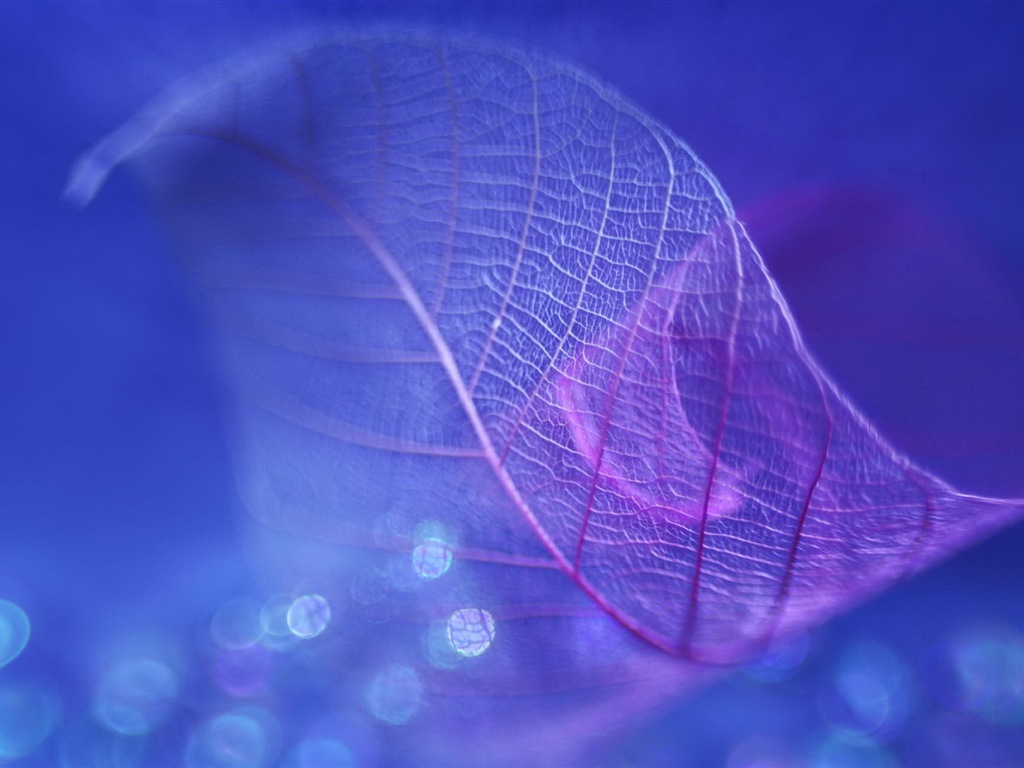 Leaf vein HD photography wallpaper #10 - 1024x768