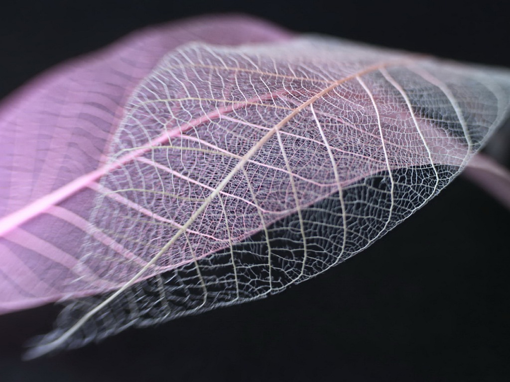 Leaf vein HD photography wallpaper #12 - 1024x768