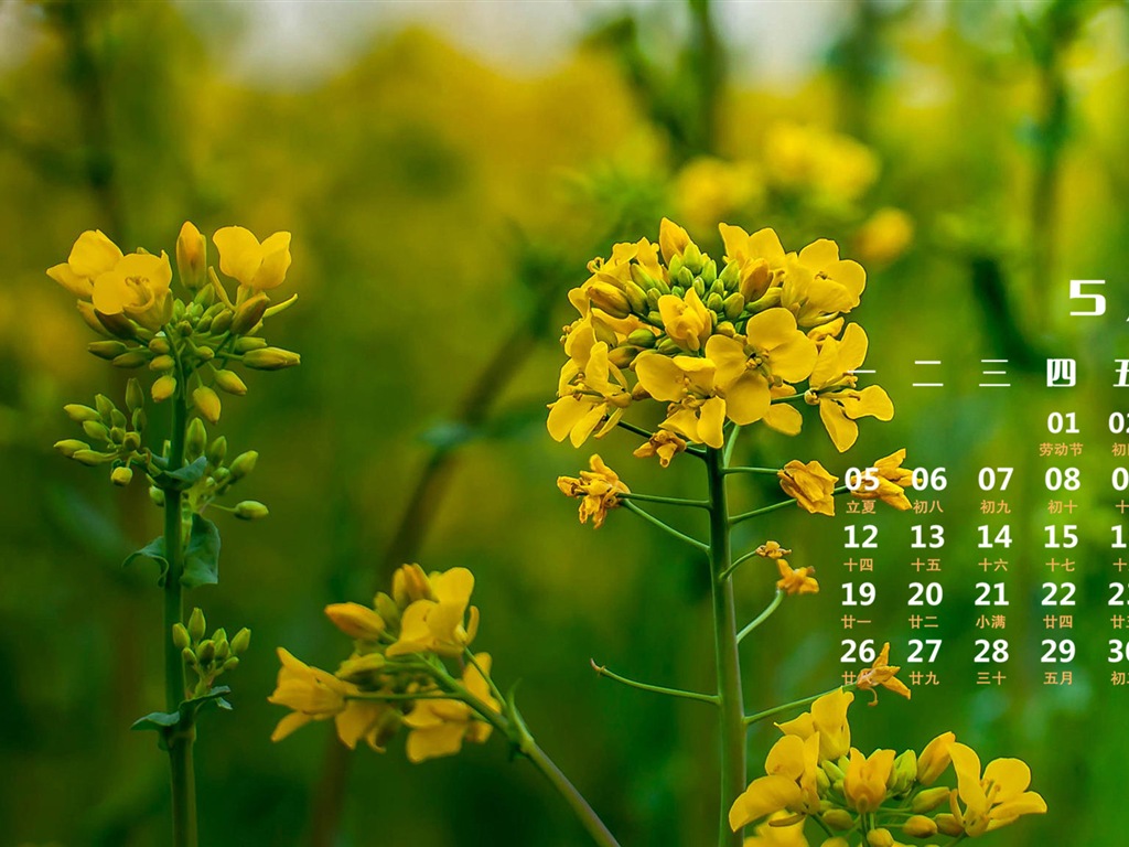 2014年5月 月曆壁紙(一) #5 - 1024x768