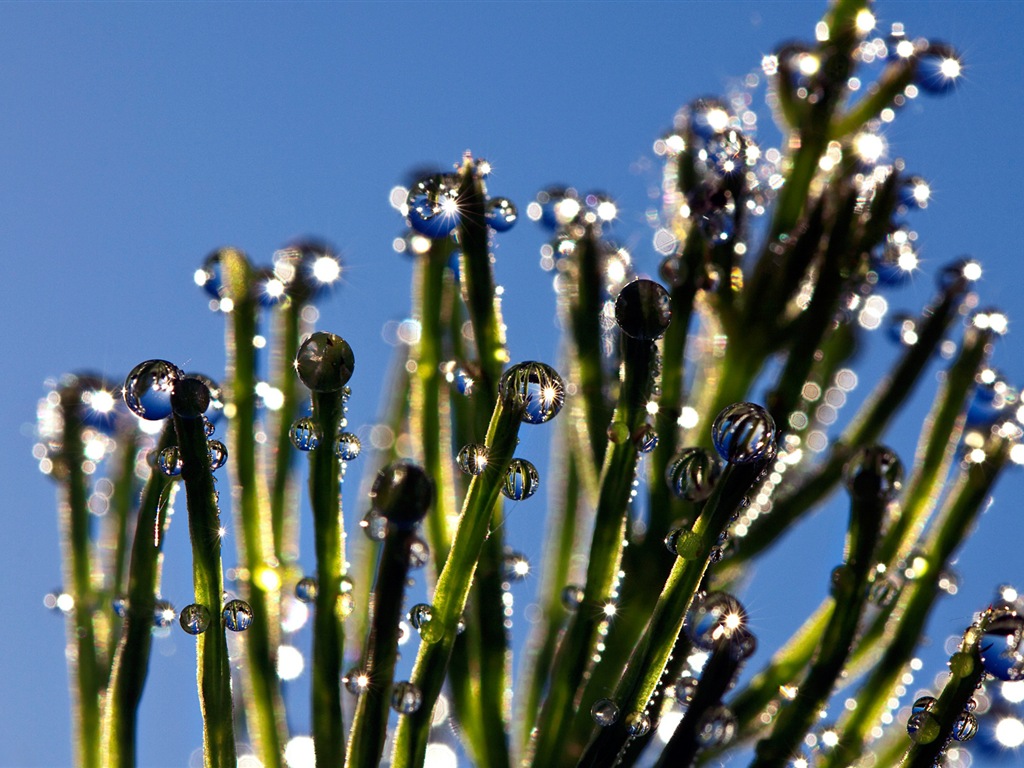 Water, the source of life, Windows 8 theme HD wallpapers #5 - 1024x768