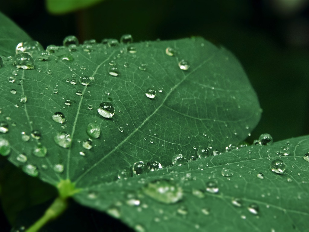 El agua, fuente de vida, fondos de pantalla de Windows 8 tema de HD #7 - 1024x768