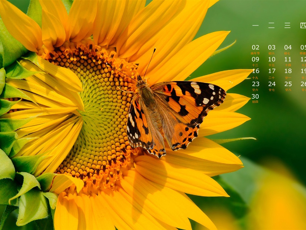 June 2014 calendar wallpaper (1) #6 - 1024x768