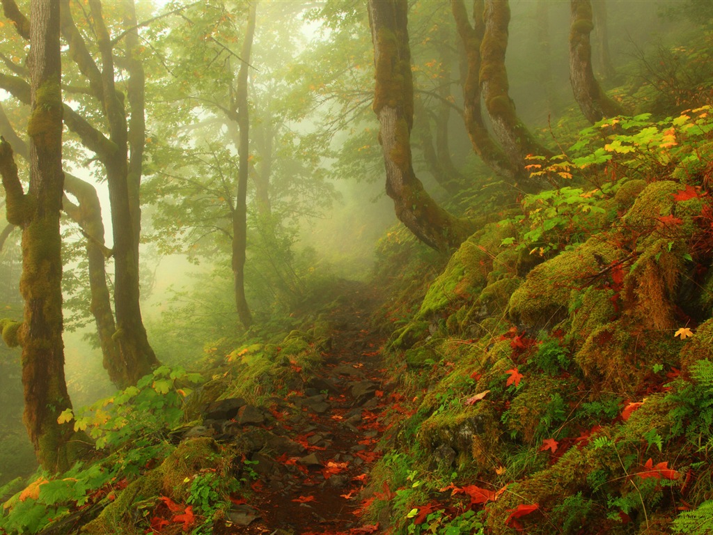 雾的秋天，红叶树木，高清壁纸4 - 1024x768
