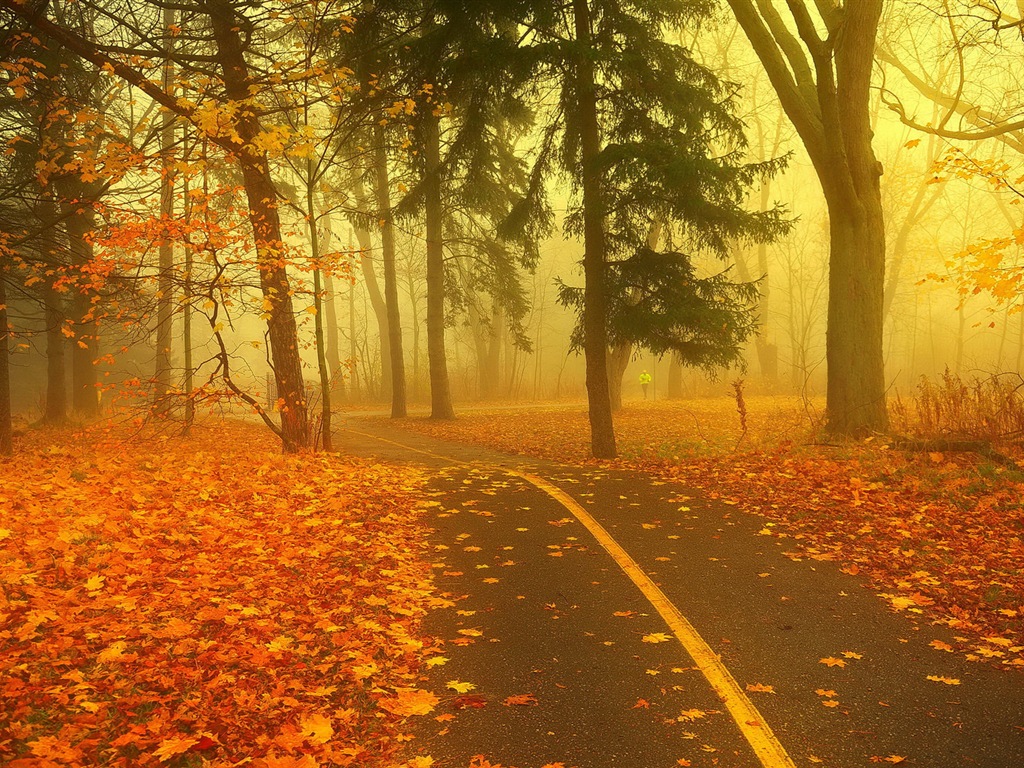 雾的秋天，红叶树木，高清壁纸8 - 1024x768