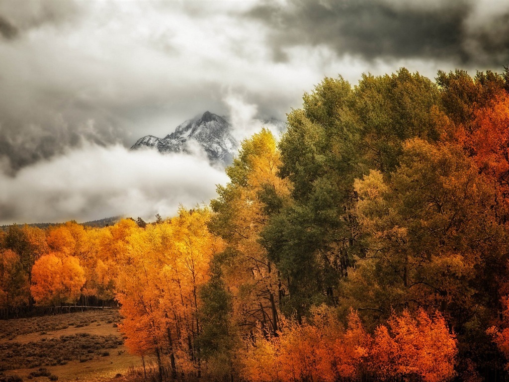 Foggy podzimní listí a stromy HD Tapety na plochu #10 - 1024x768