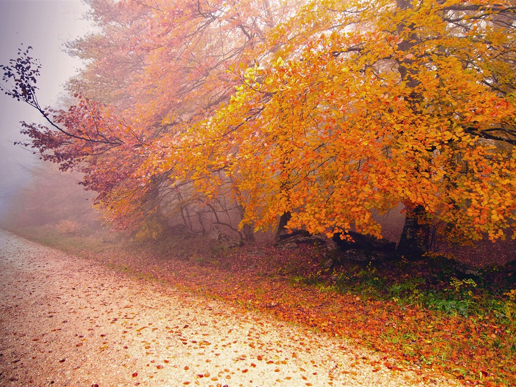 霧的秋天，紅葉樹木，高清壁紙 #13 - 1024x768