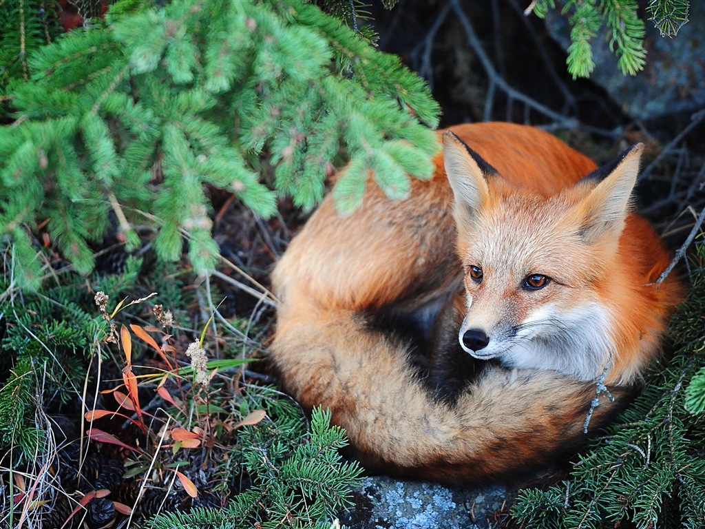 Živočišných detailní, roztomilých fox HD tapety na plochu #3 - 1024x768