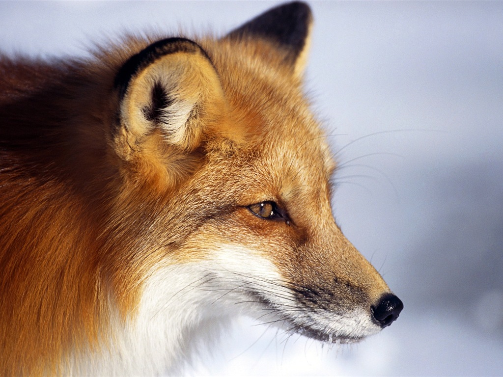 Animaux en gros plan, mignon fonds d'écran HD de renard #4 - 1024x768