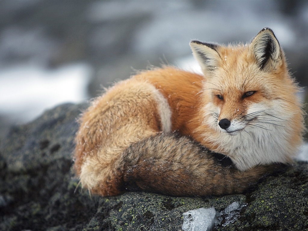 Živočišných detailní, roztomilých fox HD tapety na plochu #6 - 1024x768