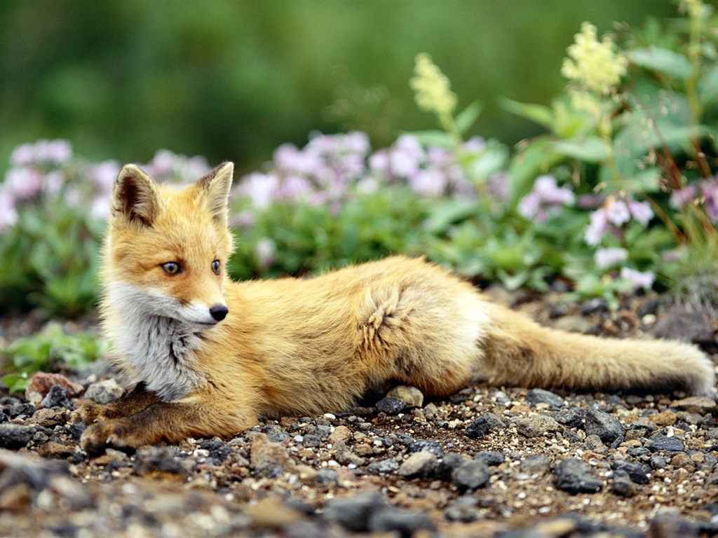 Živočišných detailní, roztomilých fox HD tapety na plochu #7 - 1024x768