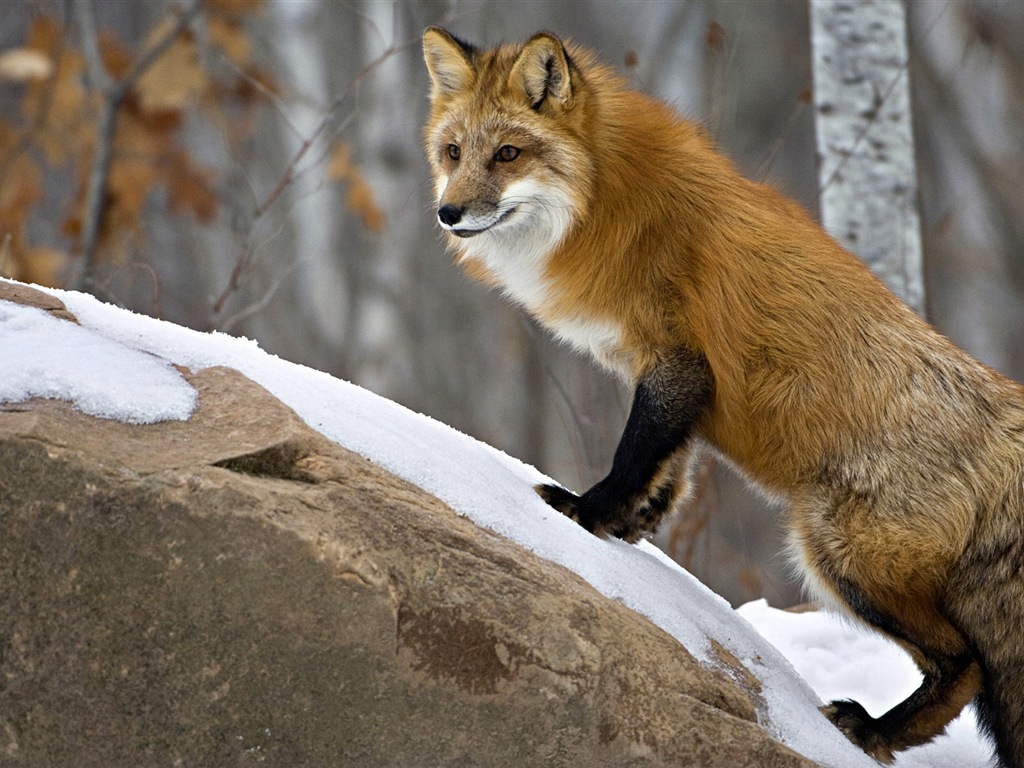 Živočišných detailní, roztomilých fox HD tapety na plochu #10 - 1024x768