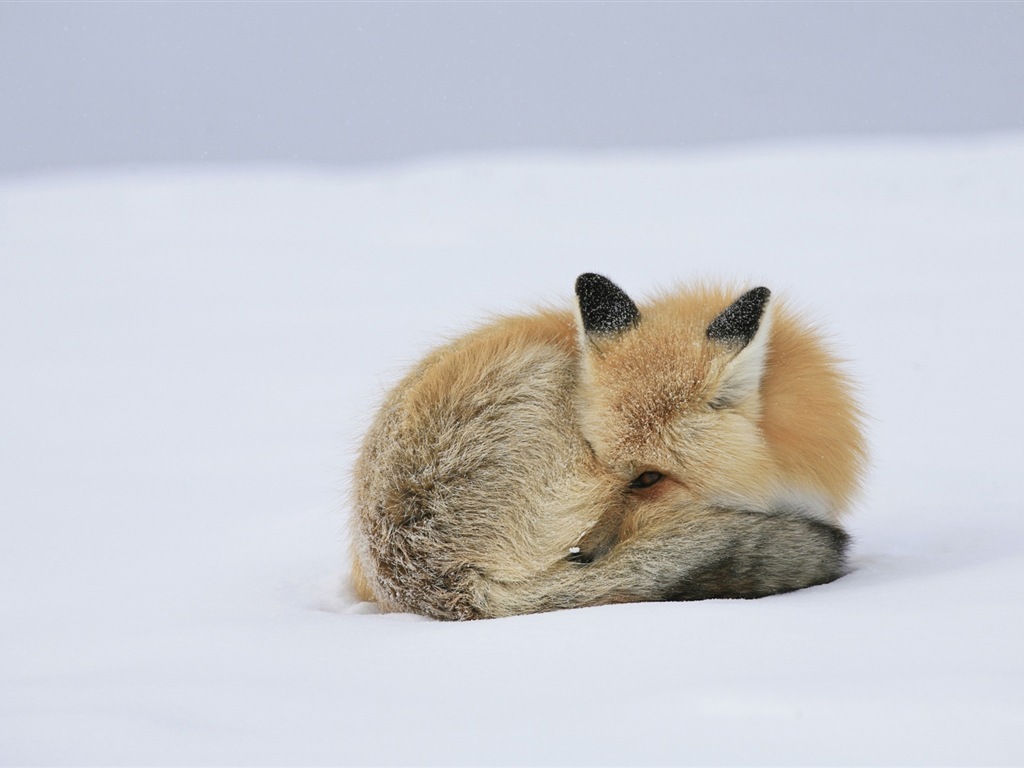 Živočišných detailní, roztomilých fox HD tapety na plochu #11 - 1024x768