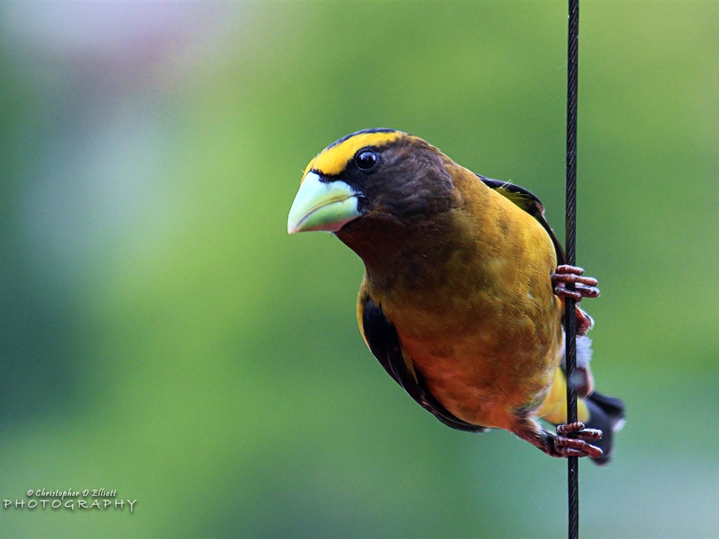 Fondos de pantalla de animales que vuelan, las aves de alta definición #2 - 1024x768