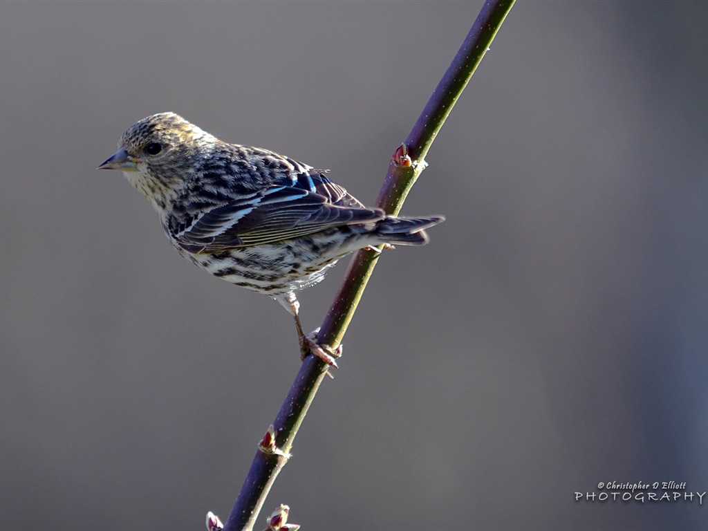 Fondos de pantalla de animales que vuelan, las aves de alta definición #7 - 1024x768