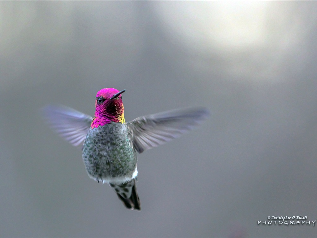 Fondos de pantalla de animales que vuelan, las aves de alta definición #8 - 1024x768