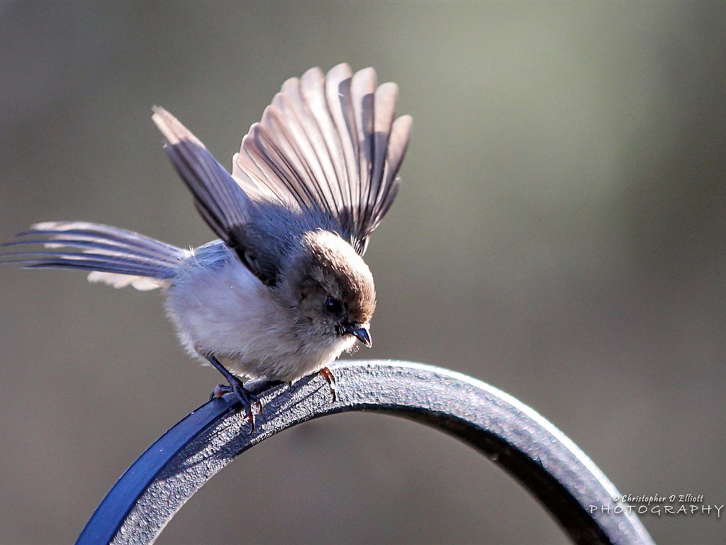 Fondos de pantalla de animales que vuelan, las aves de alta definición #11 - 1024x768