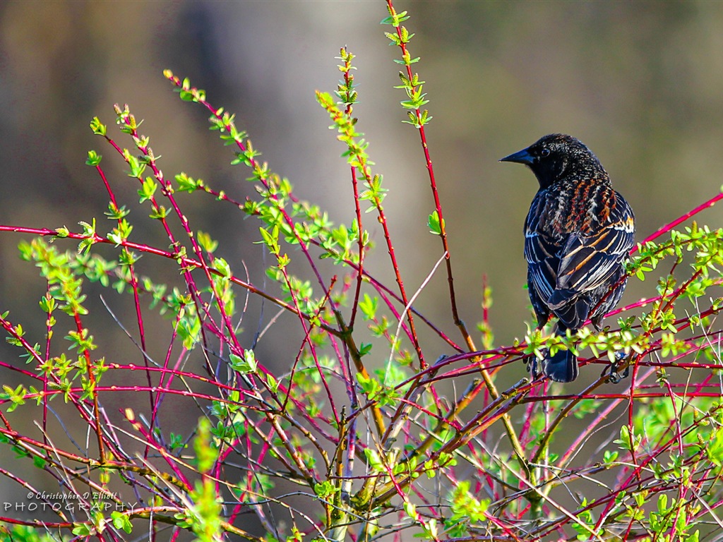 Fondos de pantalla de animales que vuelan, las aves de alta definición #12 - 1024x768