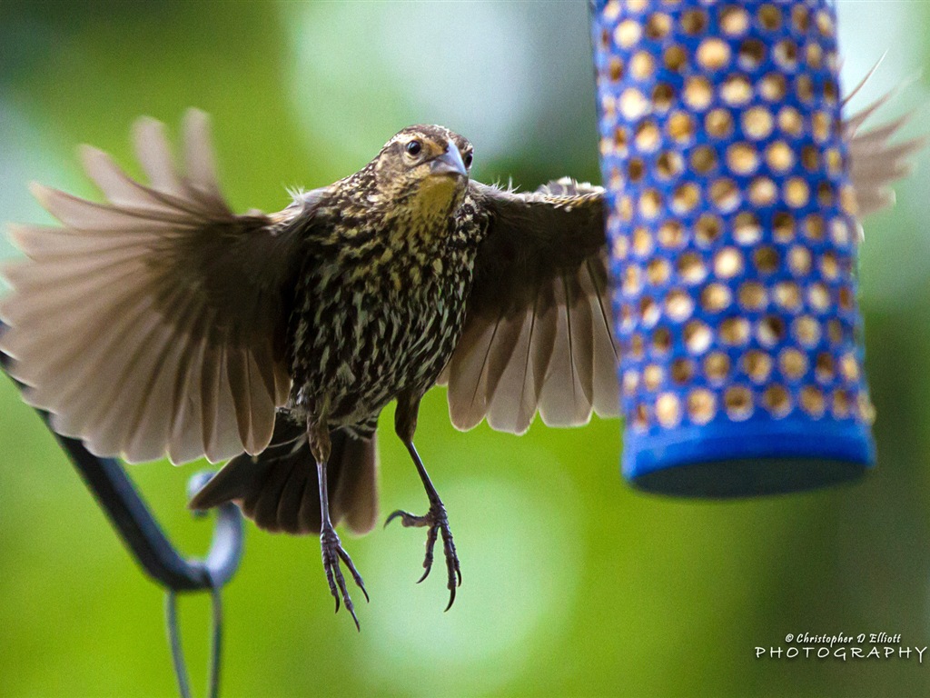 Fondos de pantalla de animales que vuelan, las aves de alta definición #13 - 1024x768