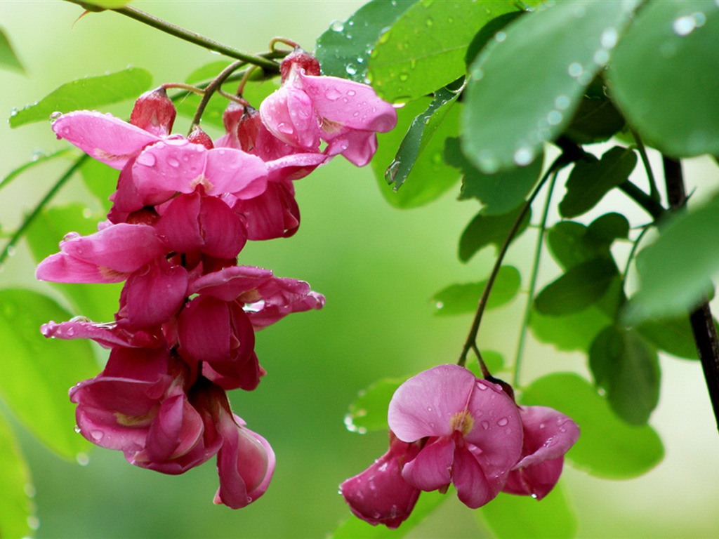 White pink locust tree flowers HD wallpapers #1 - 1024x768