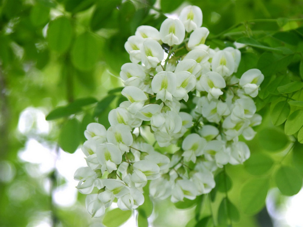 White pink locust tree flowers HD wallpapers #2 - 1024x768