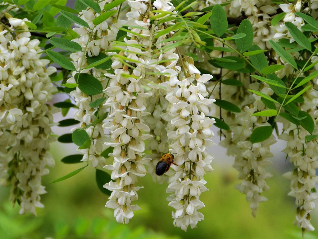 White pink locust tree flowers HD wallpapers #3 - 1024x768