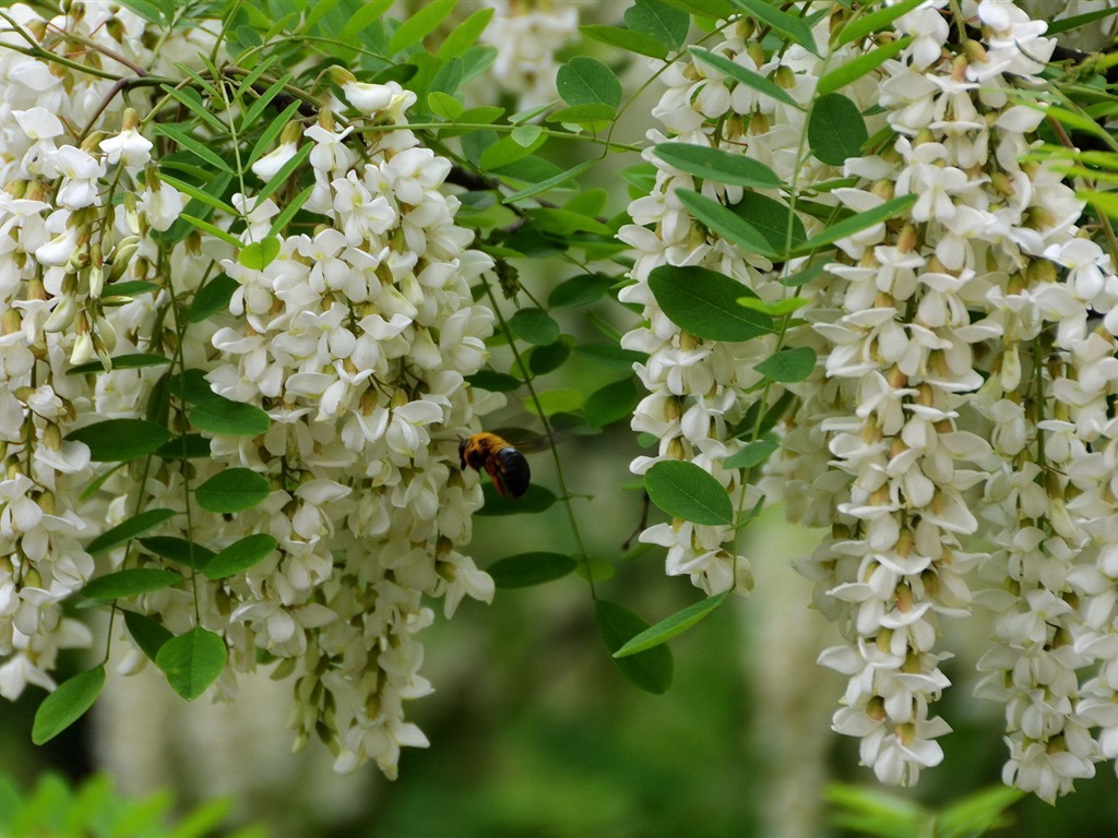 White pink locust tree flowers HD wallpapers #4 - 1024x768