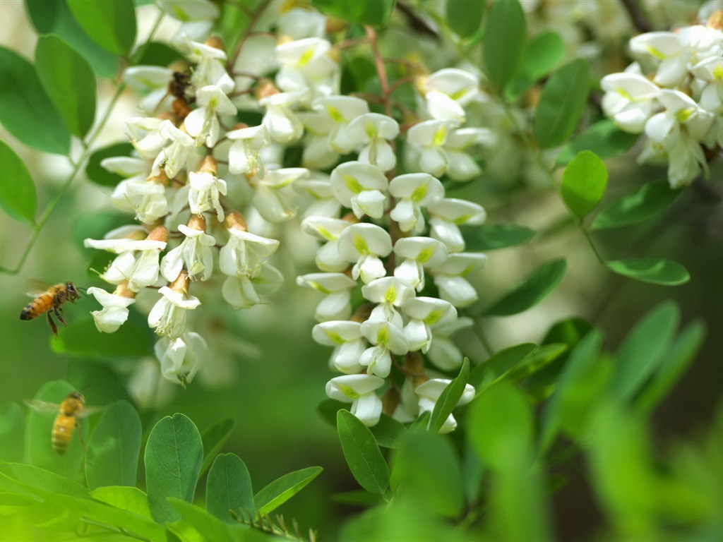 White pink locust tree flowers HD wallpapers #7 - 1024x768