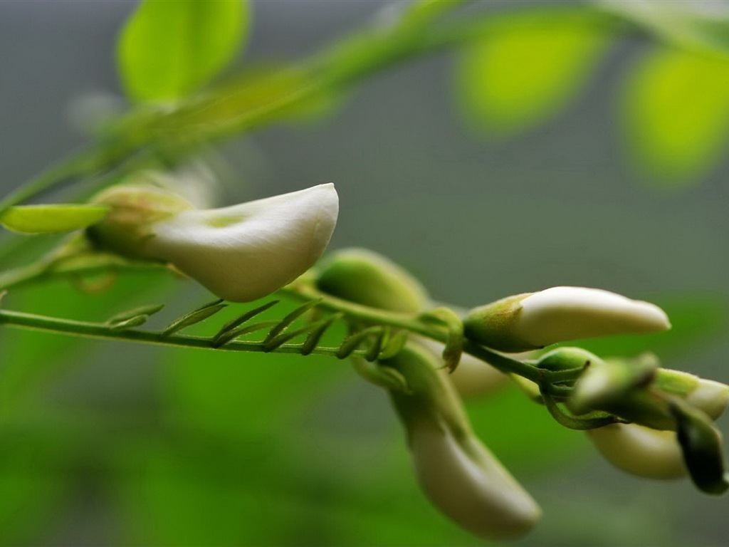 White pink locust tree flowers HD wallpapers #9 - 1024x768