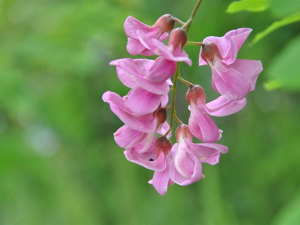 White pink locust tree flowers HD wallpapers #10 - 1024x768