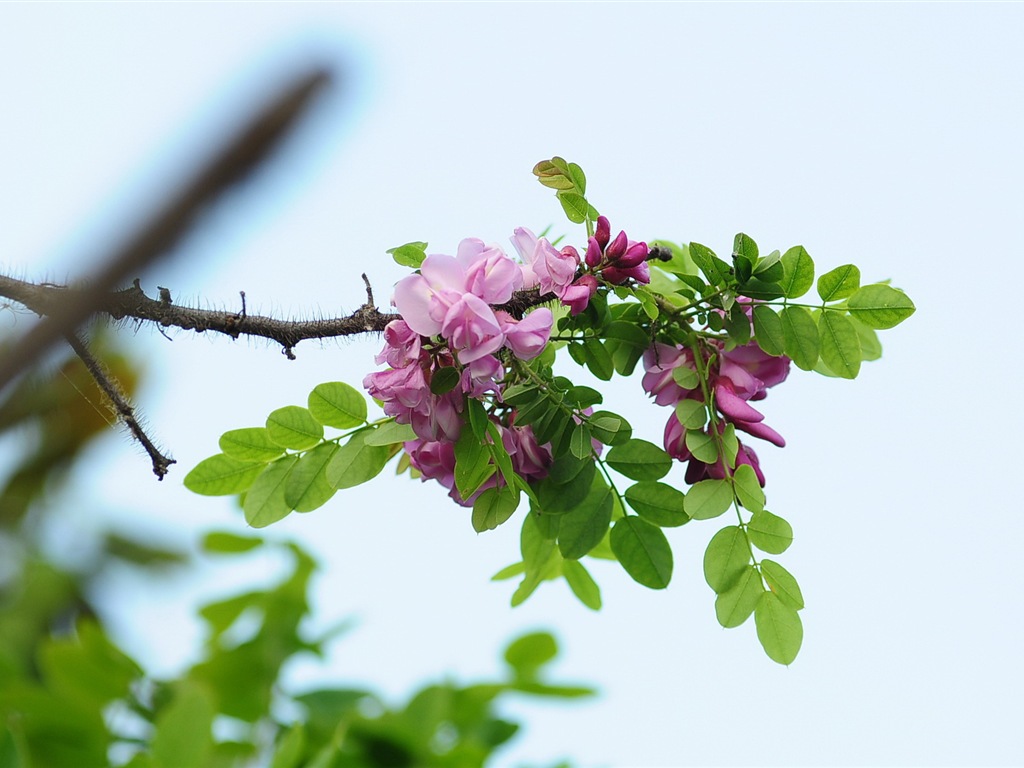 화이트 핑크 메뚜기 나무 꽃의 HD 배경 화면 #11 - 1024x768