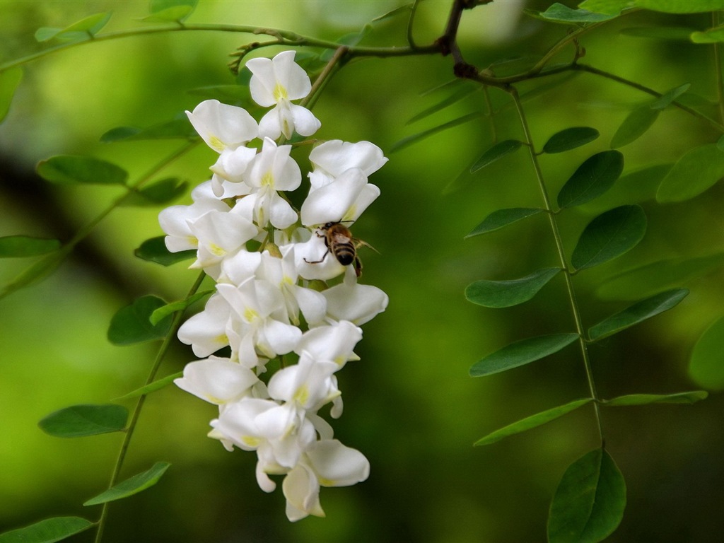 White pink locust tree flowers HD wallpapers #12 - 1024x768