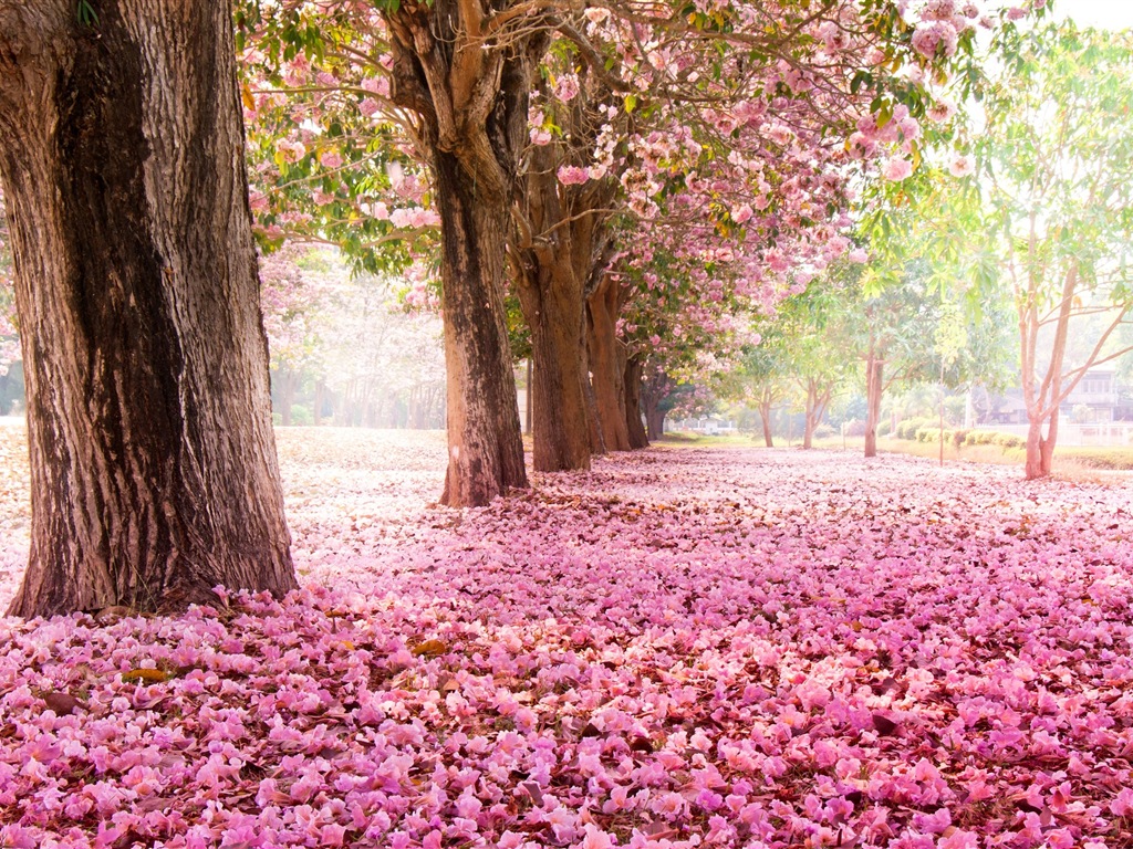 Flowers fall on ground, beautiful HD wallpapers #1 - 1024x768