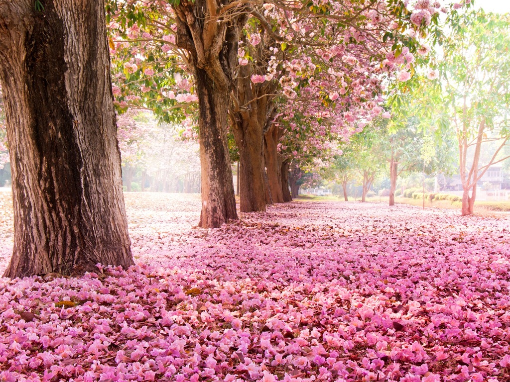 Fleurs tombent sur ​​le sol, beaux fonds d'écran HD #1 - 1024x768