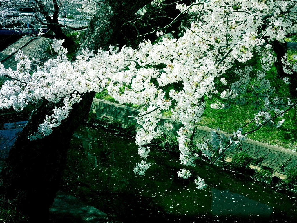 鮮花落在地上，漂亮的高清壁紙 #5 - 1024x768