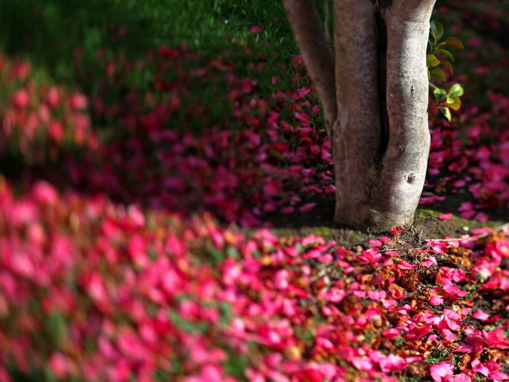 Flores caen en el suelo, hermosos fondos de pantalla de alta definición #7 - 1024x768