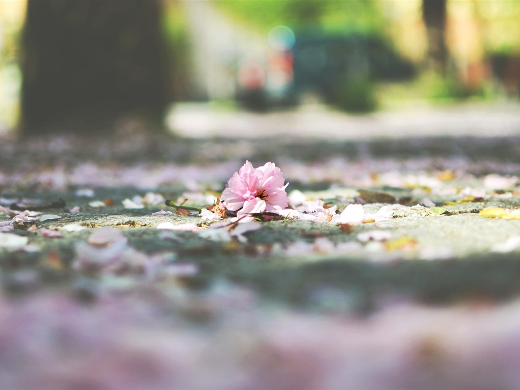 Flowers fall on ground, beautiful HD wallpapers #9 - 1024x768