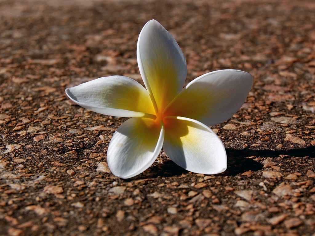 Flores caen en el suelo, hermosos fondos de pantalla de alta definición #11 - 1024x768