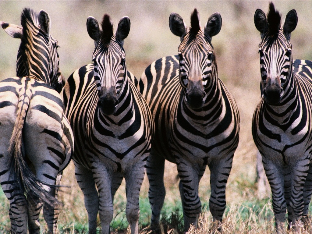 Schwarz-weiß gestreifte Tier, Zebra HD Wallpaper #5 - 1024x768