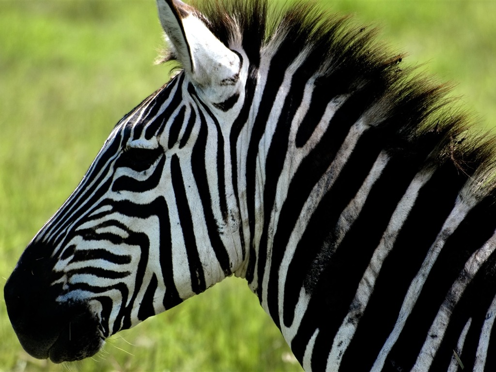Schwarz-weiß gestreifte Tier, Zebra HD Wallpaper #9 - 1024x768